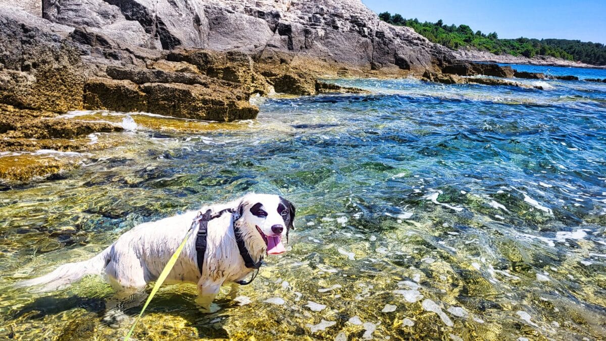 Hund schwarz weiß steht im wasser der adria vor felsigem hintergrund in kroatien